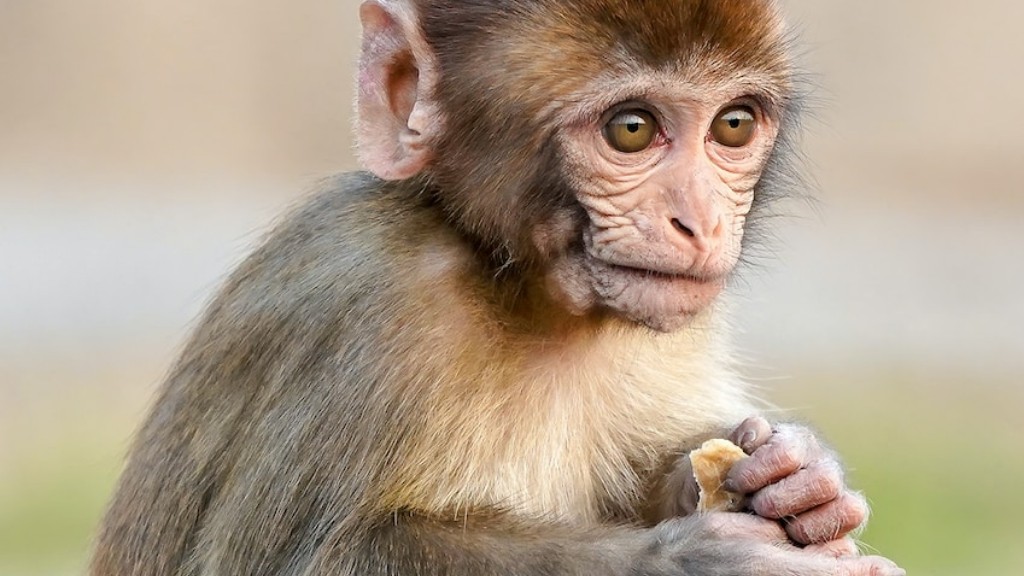 O que determina o status das populações de babuínos