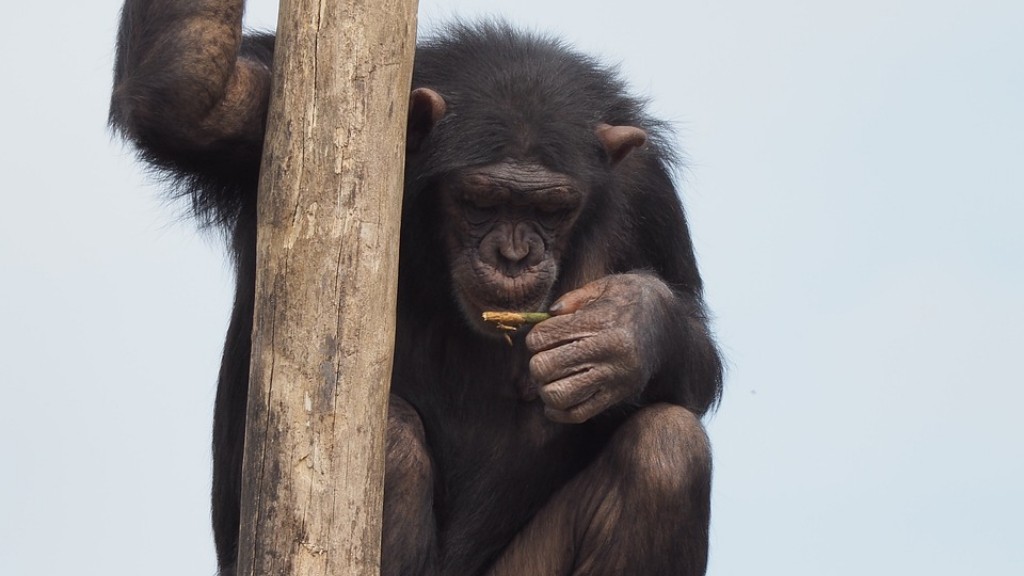 Como fazer um chimpanzé de barro