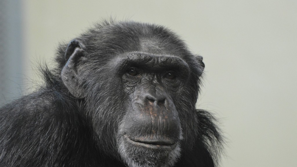 Os humanos têm DNA de chimpanzé