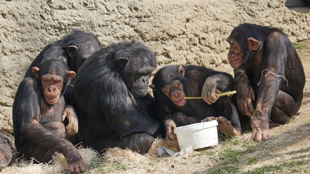 Como um chimpanzé come uma banana