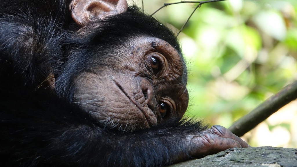 Uma celebridade que possuía um chimpanzé chamado Bubbles