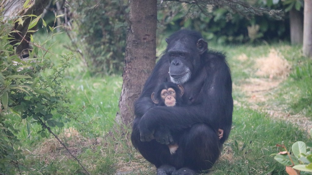 Quanto custa um chimpanzé treinado