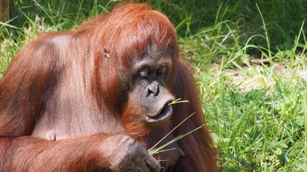 Quais plantas são encontradas em um habitat de orangotango