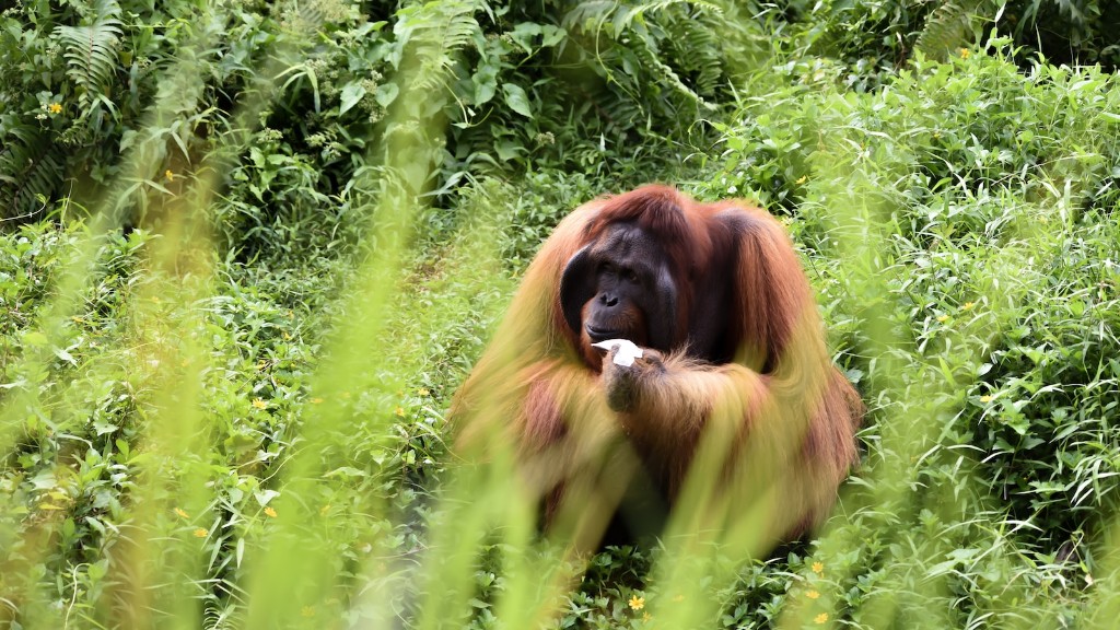 Que tipo de orangotango é encontrado no zoológico de Phoenix