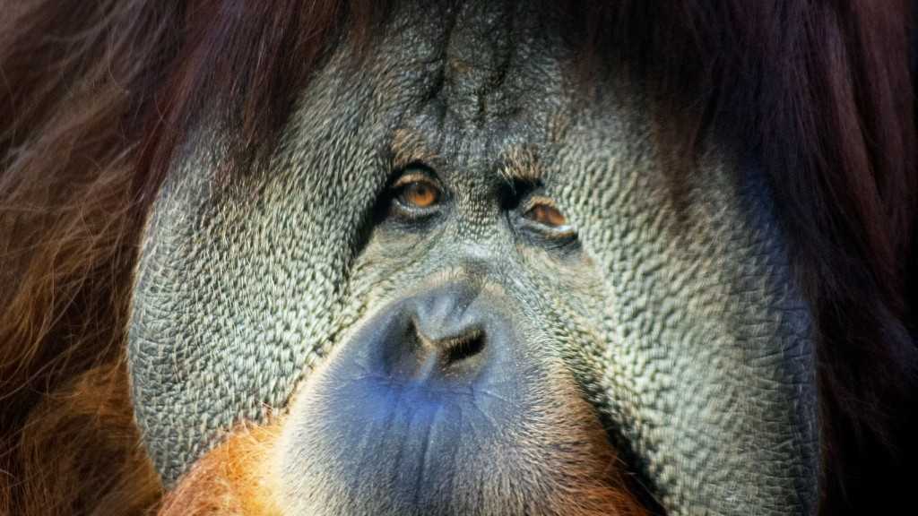 Qual habitat é o orangotango de Bornéu