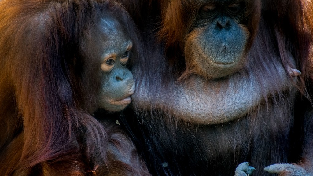 O Animal Planet diz buceta de orangotango