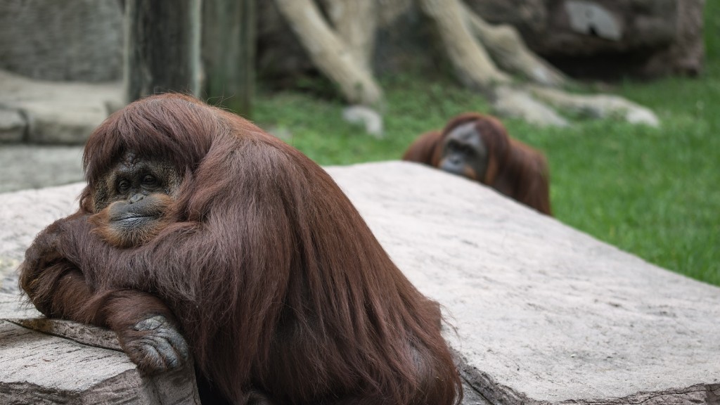 Em que família pertence o orangotango