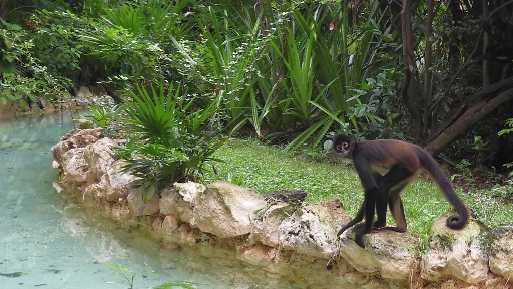 Quais plantas são encontradas em um habitat de orangotango