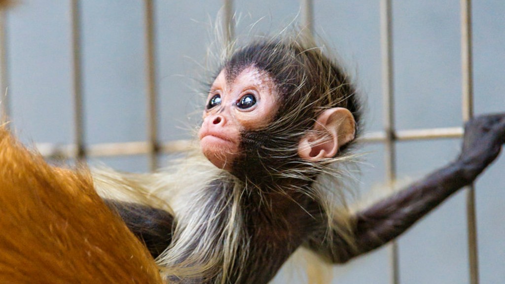 Qual habitat é o orangotango de Bornéu